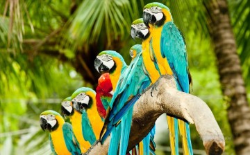  hon - schöne Papageien in einer Linie Vögel